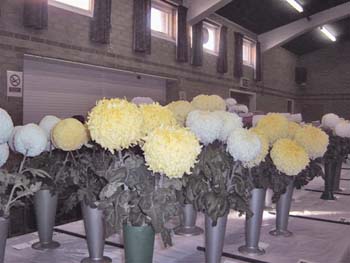 Hedon Show 2007 Image1