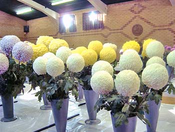 Hedon Show 2007 Image3